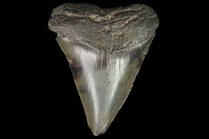 Fossil Mako Shark Tooth - Georgia #75011
